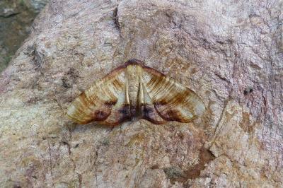 <i>Plagodis dolabraria</i>