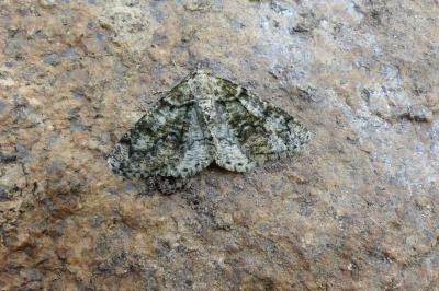 <i>Cleorodes lichenaria</i>
