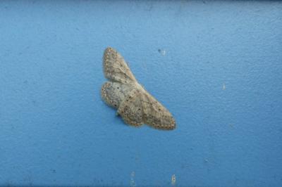 <i>Idaea seriata</i>