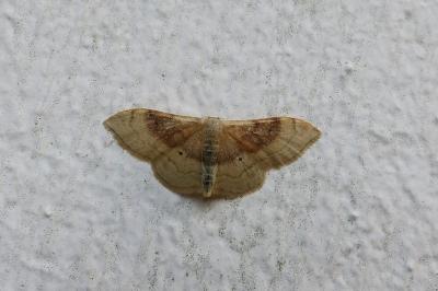 <i>Idaea degeneraria</i>
