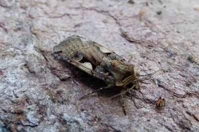 <i>Xestia c-nigrum</i>