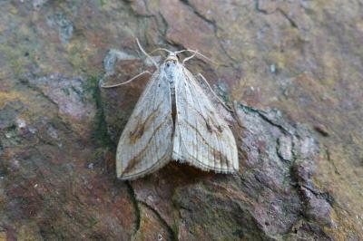 <i>Evergestis forficalis</i>