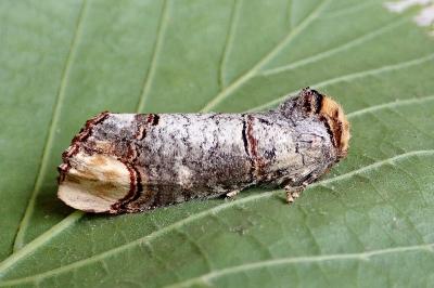 <i>Phalera bucephala</i>