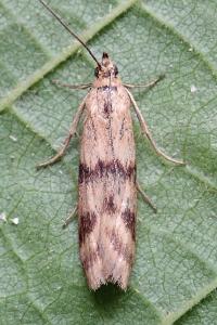 <i>Homoeosoma sinuella</i>