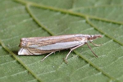 <i>Crambus pascuella</i>