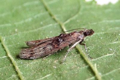 <i>Nephopterix angustella</i>