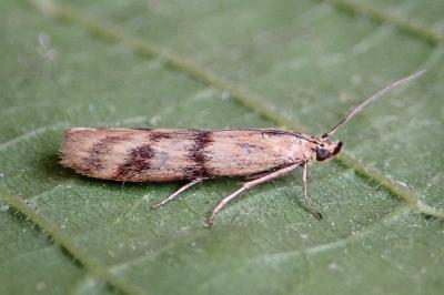 <i>Homoeosoma sinuella</i>