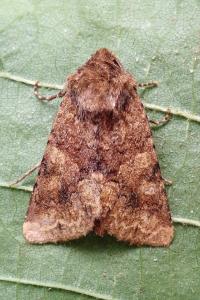 <i>Conisania luteago</i>
