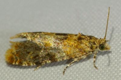 <i>Lobesia reliquana</i>