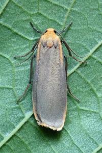 <i>Katha depressa</i>
