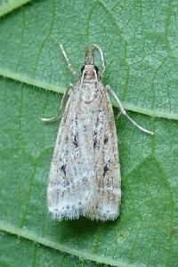 <i>Eudonia pallida</i>