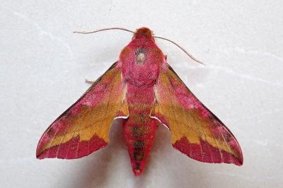 <i>Deilephila porcellus</i>