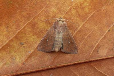 <i>Mythimna albipuncta</i>