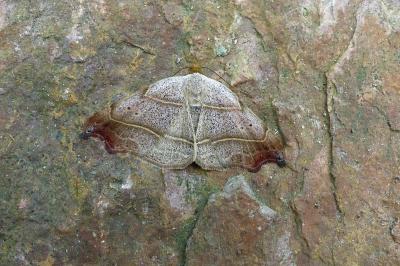 <i>Laspeyria flexula</i>