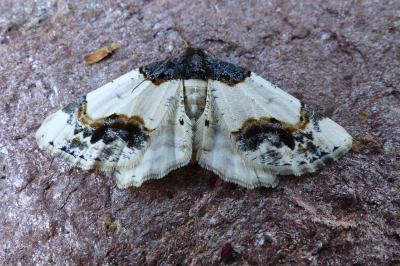 <i>Ligdia adustata</i>