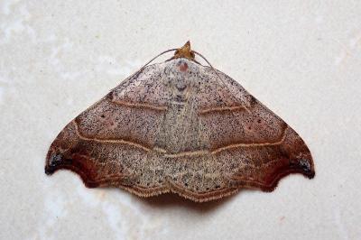 <i>Laspeyria flexula</i>