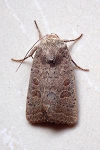 <i>Hoplodrina ambigua</i>