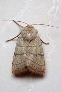 <i>Charanyca trigrammica</i>