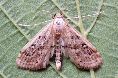 <i>Parapoynx stratiotata</i>