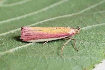 <i>Oncocera semirubella</i>