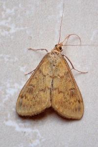 <i>Ostrinia nubilalis/scapulalis</i>