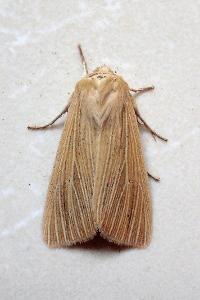 <i>Mythimna pallens</i>