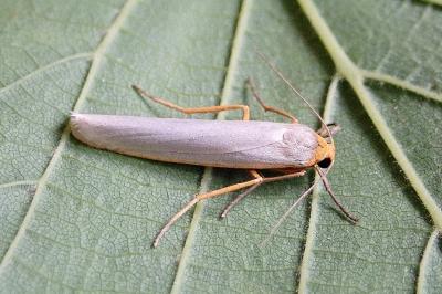 <i>Eilema caniola</i>
