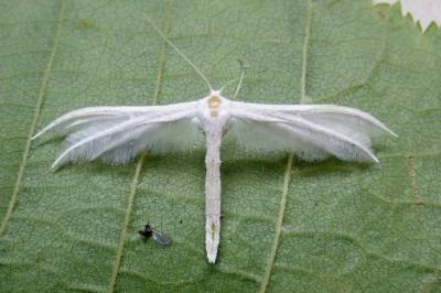 <i>Pterophorus pentadactylus</i>