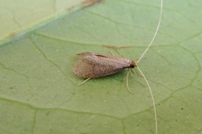 <i>Nematopogon metaxella</i>