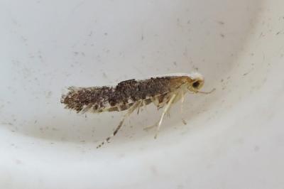 <i>Argyresthia spinosella</i>