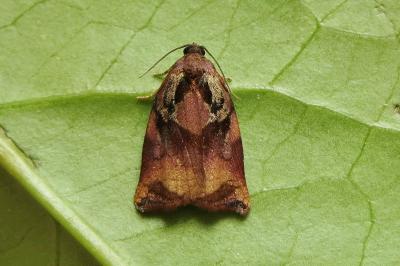 <i>Archips podana</i>