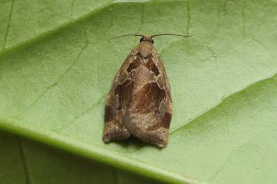 <i>Archips crataegana</i>