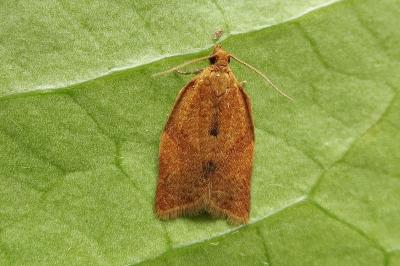<i>Clepsis consimilana</i>
