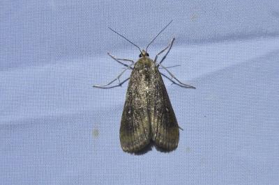 <i>Parapoynx stratiotata</i>
