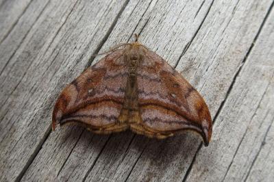 <i>Drepana curvatula</i>
