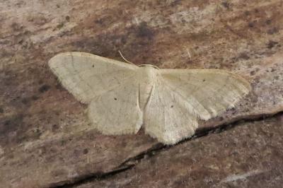<i>Idaea straminata</i>