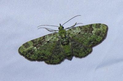 <i>Pasiphila rectangulata</i>
