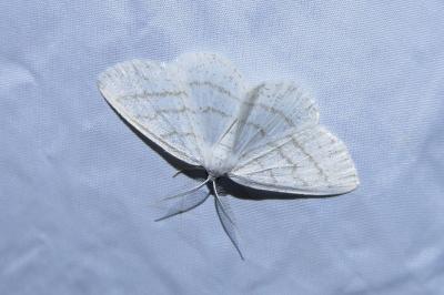 <i>Cabera pusaria</i>