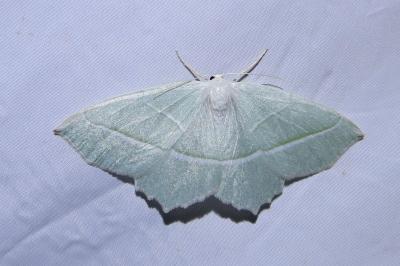 <i>Campaea margaritaria</i>