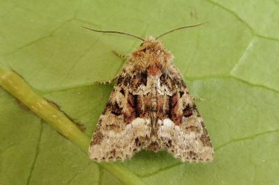 <i>Oligia strigilis</i>