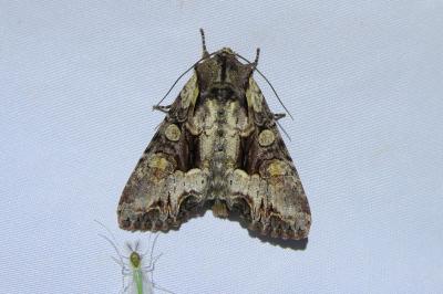 <i>Lacanobia w-latinum</i>