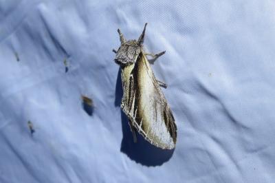 <i>Pheosia tremula</i>