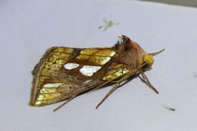 <i>Plusia festucae</i>