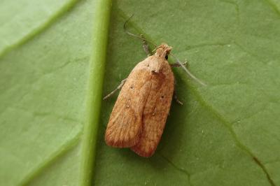 <i>Agonopterix irrorata</i>