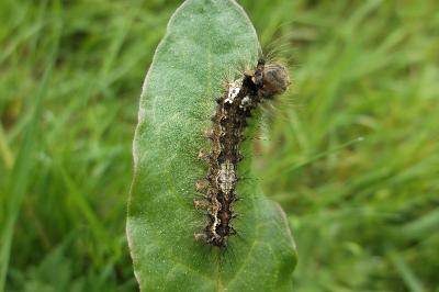 <i>Lymantria monacha</i>