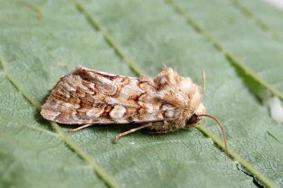 <i>Hadena irregularis</i>