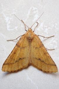 <i>Aspitates ochrearia</i>