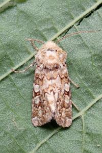 <i>Hadena irregularis</i>