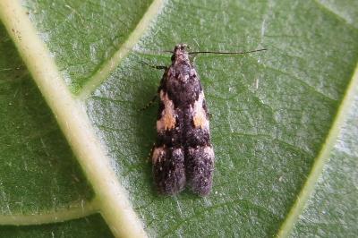 <i>Teleiodes luculella</i>