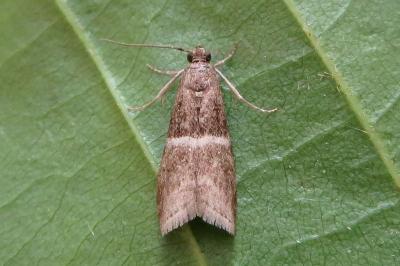 <i>Elegia atrifasciella</i>